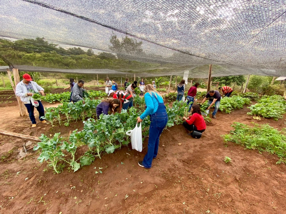 Famílias colhem verduras e legumes na Horta Semeando o Futuro