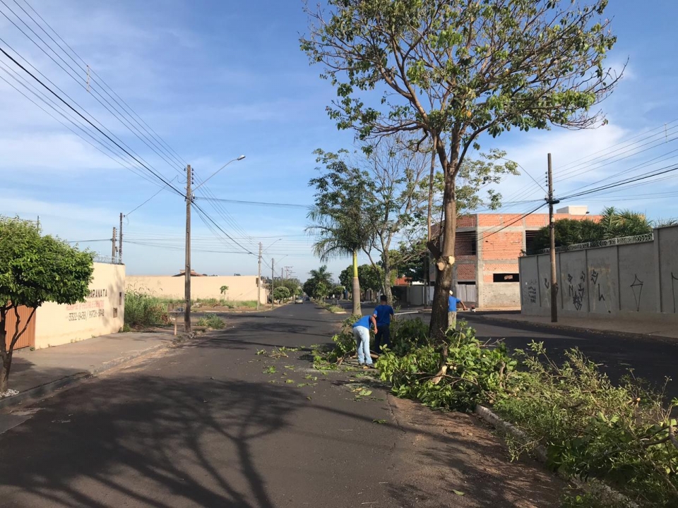 Poda de Árvores na Avenida Teotônio Vilela