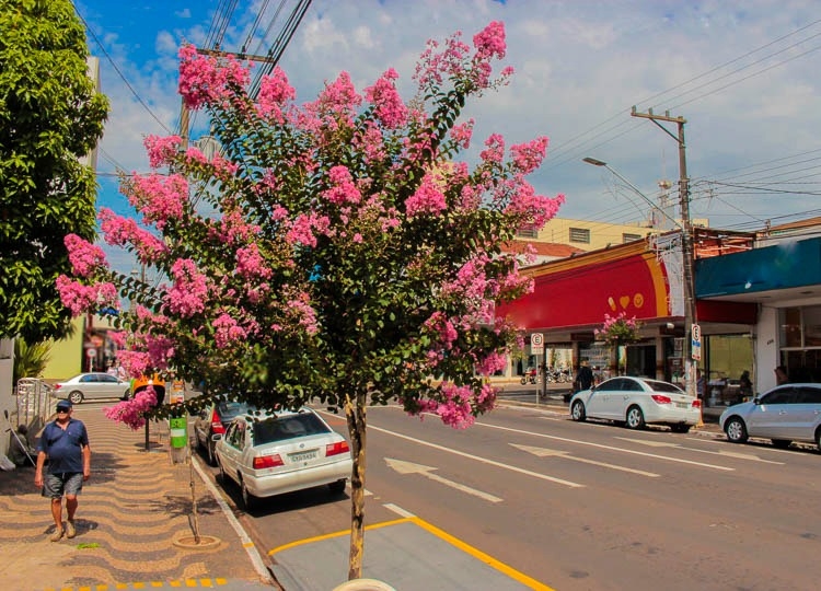 Resedas na Avenida Rui Barbosa