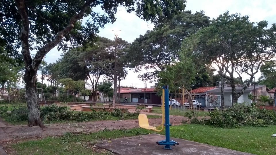 Substituição de árvores espécie Ficus