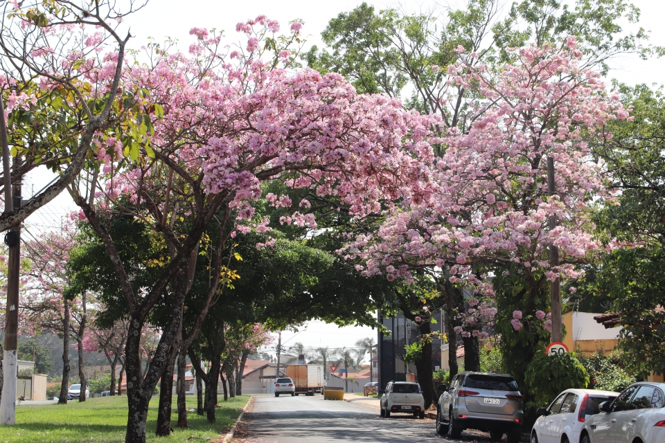 A Primavera chegou e com ela o colorido das flores