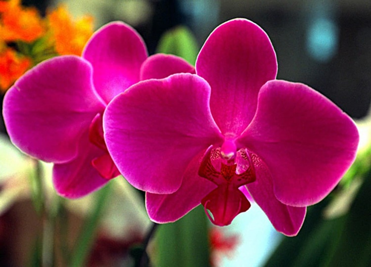 51º Exposição Nacional de Orquídeas em Assis inicia nesta sexta-feira