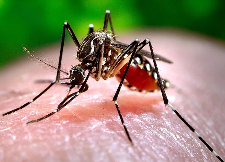 SAÚDE EM MOVIMENTO: Prefeitura faz alerta para dengue durante período chuvoso