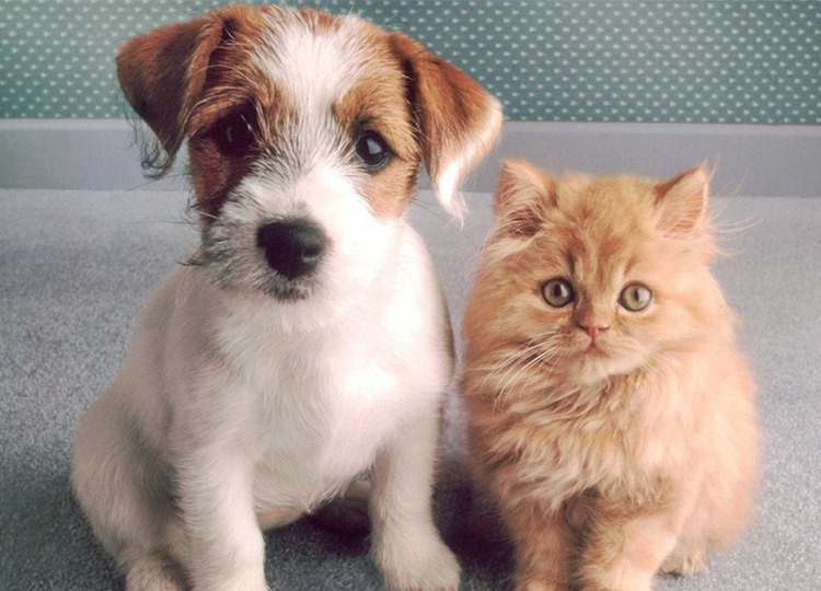 Em Assis, imunização Antirrábica é suspensa por falta de vacina do Governo Federal; saúde de cães e gatos do Município não será afetada