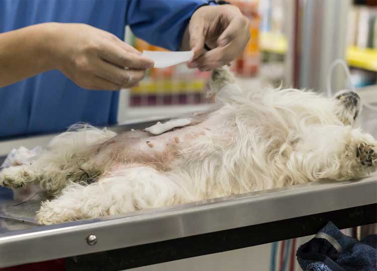 Prefeitura finaliza 2ª etapa do programa de castração de cães