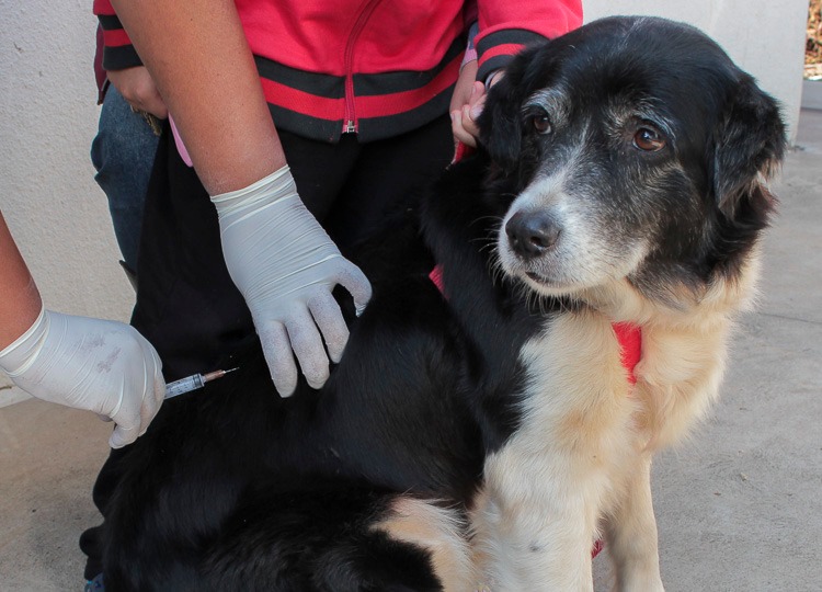Em Assis, vacinação contra raiva imuniza mais de 7 mil animais