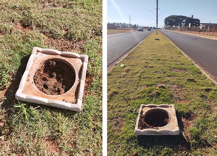 Prefeitura registra furtos de flores da espécie ‘primavera bola’ na Avenida Mário de Vito 