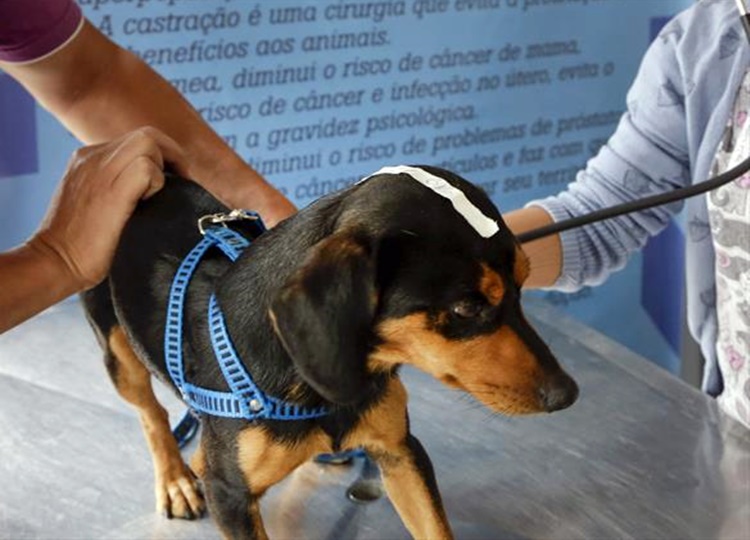 Prefeitura de Assis abre cadastro para castração de cães