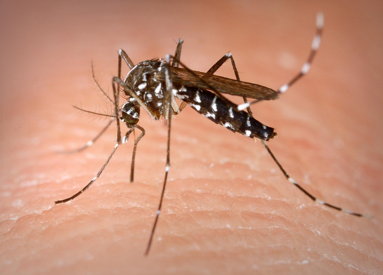 Saúde participa da Semana Nacional de Mobilização contra o Aedes aegypti
