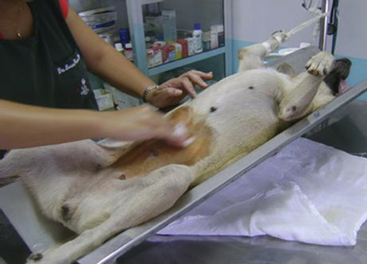 Animais de rua são castrados em Assis