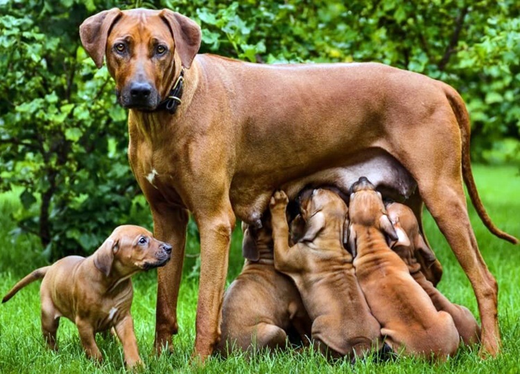 Prefeitura abre cadastro para castração de cães no ano de 2023