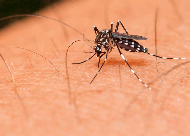 Assis registra 16 casos de Dengue desde julho