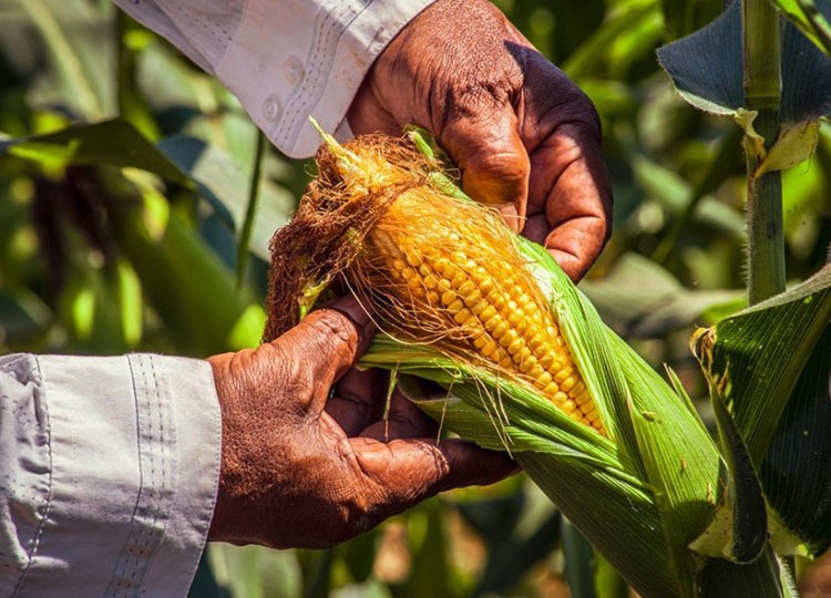 No ‘Dia do Agricultor’, Prefeitura destaca a importância do trabalho no campo dos produtores rurais de Assis e região
