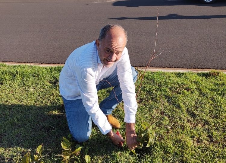 ARBORIZAÇÃO EM MOVIMENTO: Prefeitura realiza poda das ‘Cerejeiras’ no Jardim Valença
