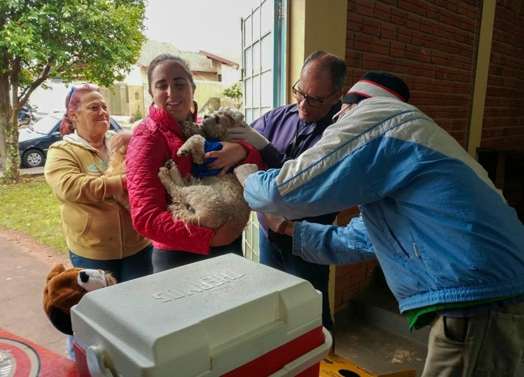 Prefeitura de Assis já vacinou mais de 1.200 animais contra a raiva