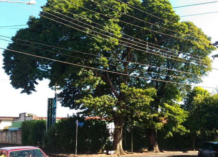 Prefeitura realiza corte de duas árvores por risco de caírem