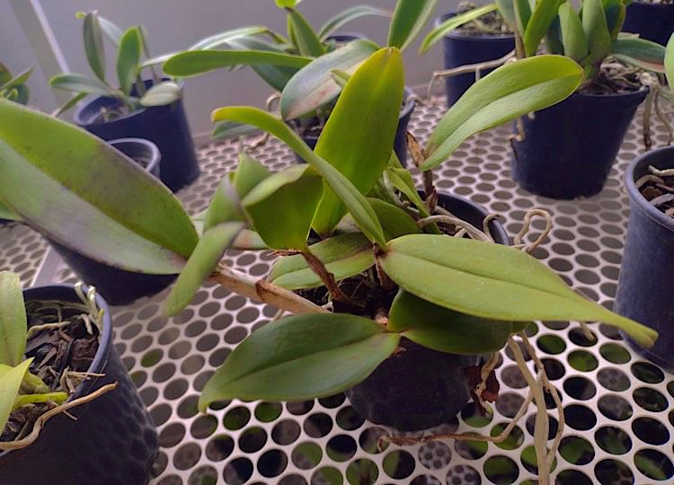 Troque 3 litros de leite por uma muda de orquídea no Fundo Social