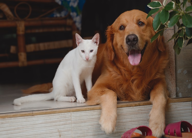 Prefeitura lança edital de chamamento público para ampliar assistência médica veterinária em Assis