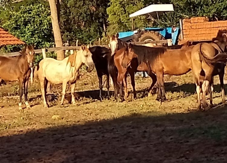 CIDADE EM MOVIMENTO: Defesa Civil de Assis apreende sete animais de grande porte em via pública