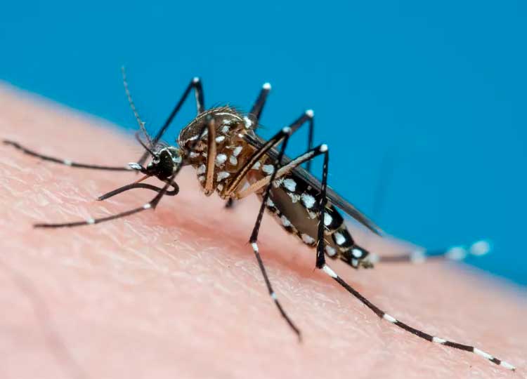 Saúde confirma primeira morte por dengue em Assis em 2024
