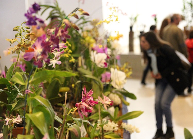 51º Exposição de Orquídeas em Assis traz beleza e solidariedade