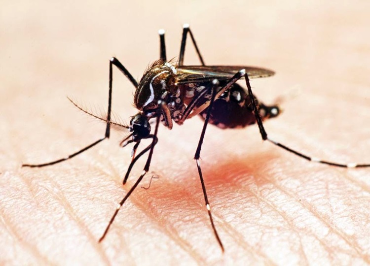 DENGUE: Prefeitura intensifica ações preventivas durante período chuvoso