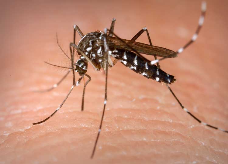 Saúde divulgará boletim epidemiológico da dengue três vezes na semana