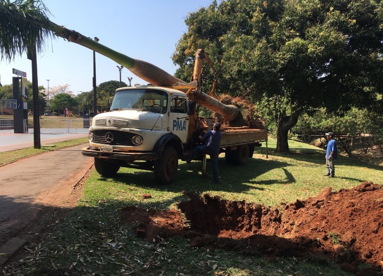 Palmeira Imperial é retirada de trás da Câmara e replantada no Parque Buracão