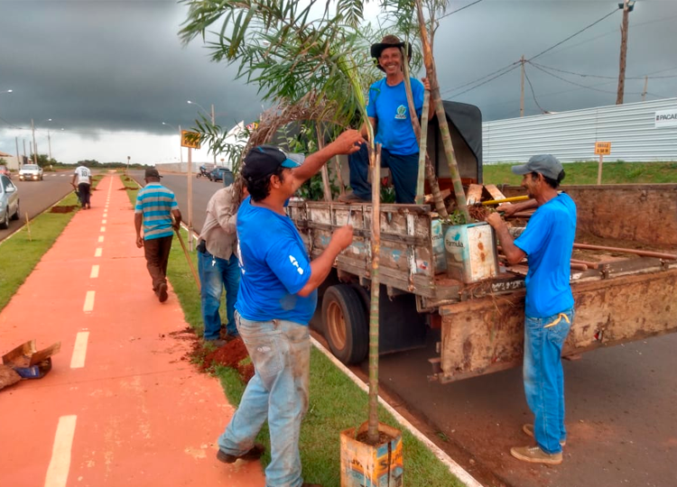Prefeitura planta palmeiras na Avenida Integração