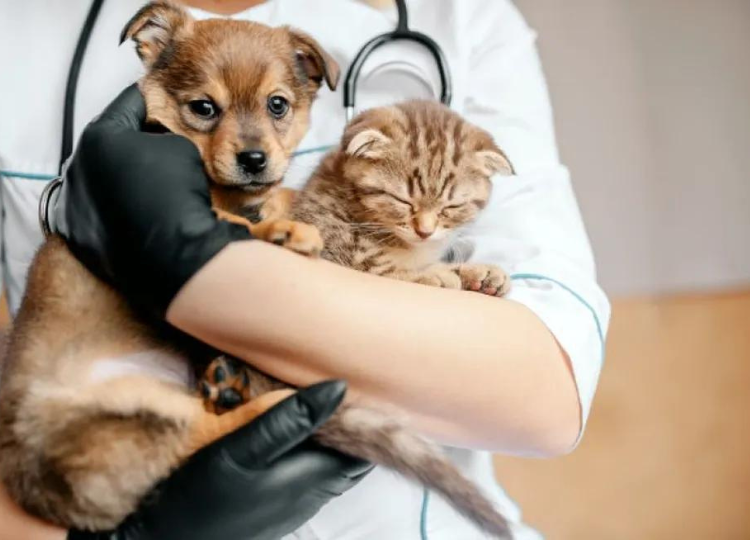 Prefeitura divulga balanço do Programa de Castração no mês de prevenção aos maus tratos de animais