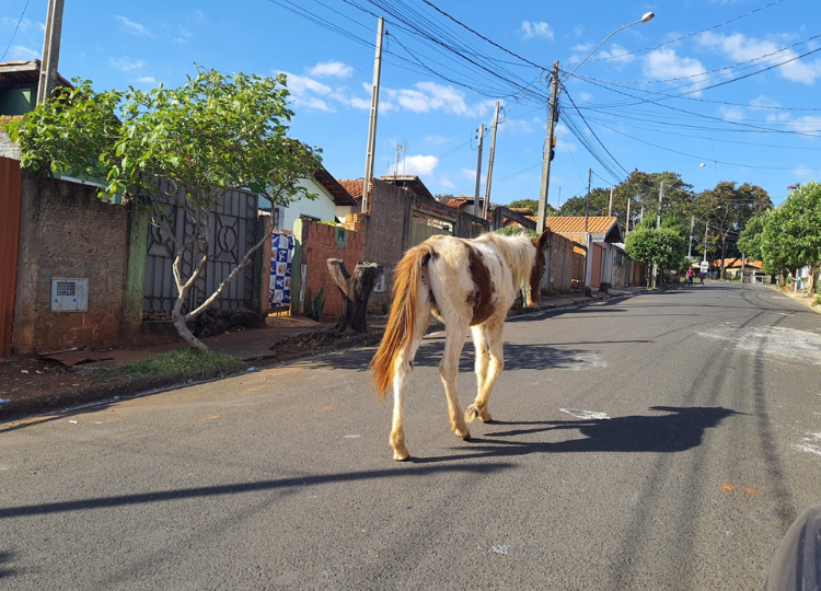 Defesa Civil Municipal mantém fiscalização e apreensão de animais de grande porte - Penalidades são severas