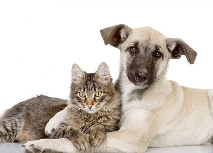 1º Fórum de debates contra maus-tratos de animais domésticos será nesta sexta-feira, 24