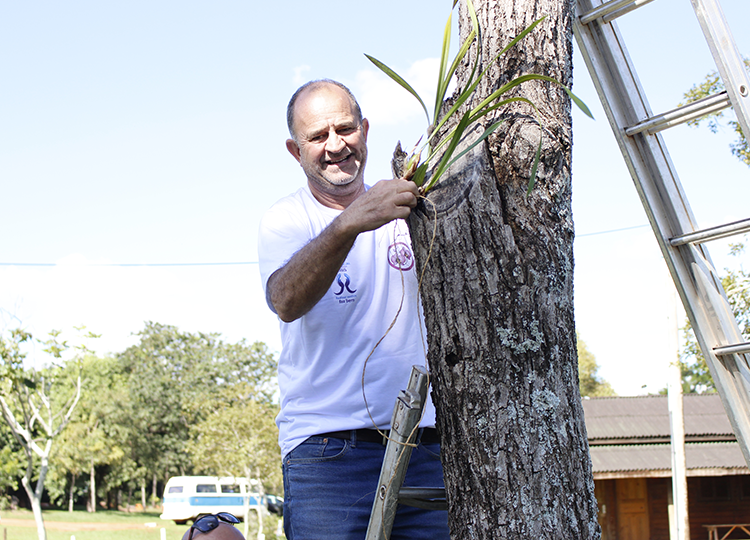 Mais de 100 orquídeas são plantadas em árvores do Ecolago