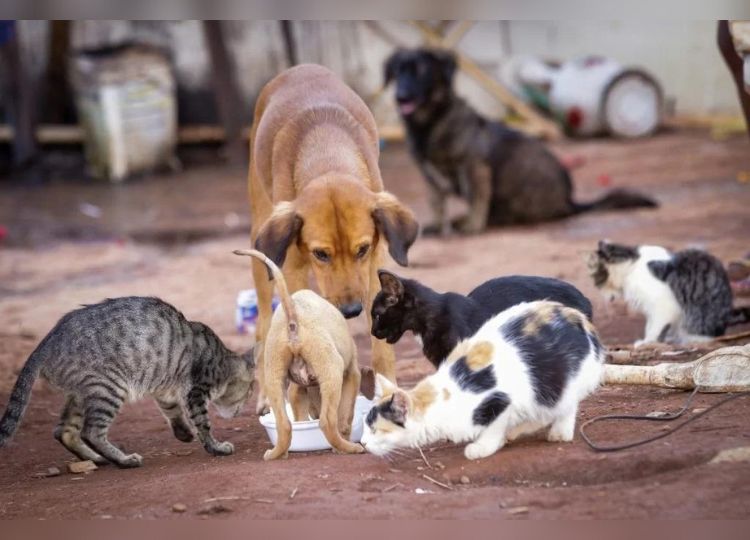 Prefeitura lança edital para credenciar Clínicas e Hospitais Veterinários para a prestação de serviços de castração de cães e gatos