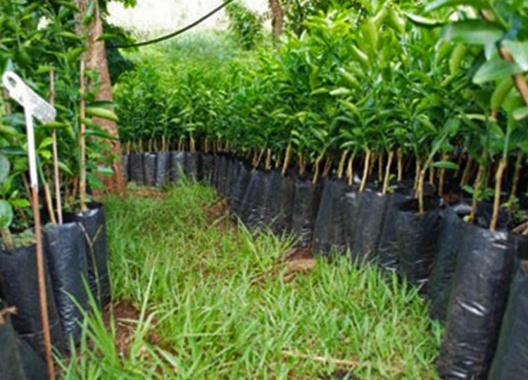 Prefeitura doa mudas para serem plantadas em calçadas