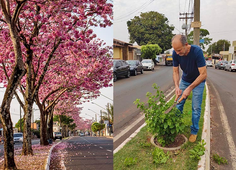 Dia da Árvore: prefeito José Fernandes realiza poda de árvores e dá inicio a novos plantios na cidade