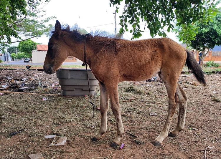 Defesa Civil e Polícia Militar atuam juntas em resgate de animais vítimas de maus-tratos em Assis