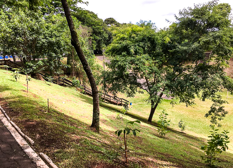 Após balanço, Secretaria do Meio Ambiente computa mais de mil mudas de árvores plantadas em Assis