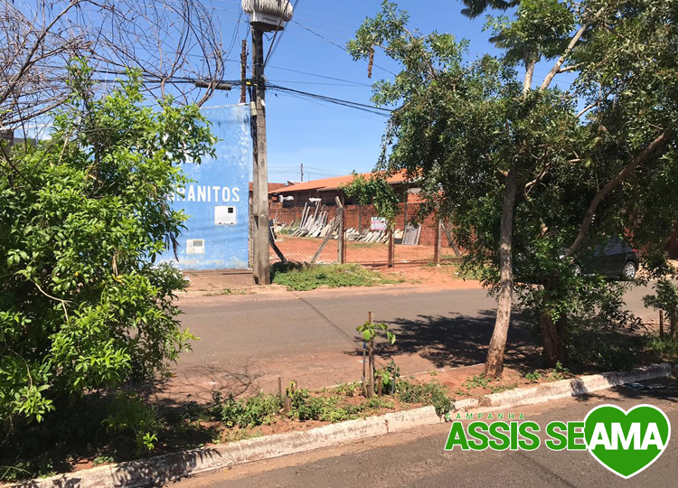 SEAMA trocará árvores da Teotônio Vilela