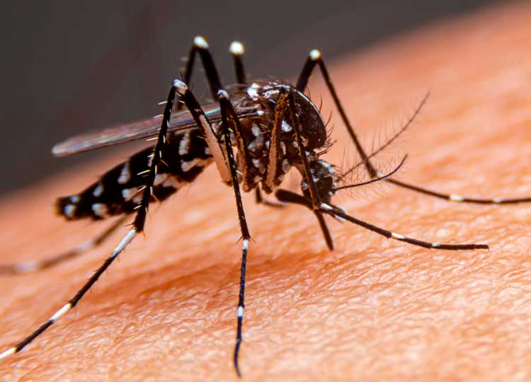Em dois dias, 49 pessoas são positivadas com dengue em Assis