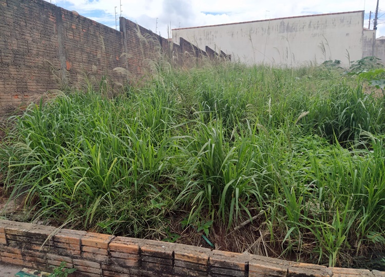 MATO ALTO: Prefeitura fiscaliza e autua terrenos em Assis