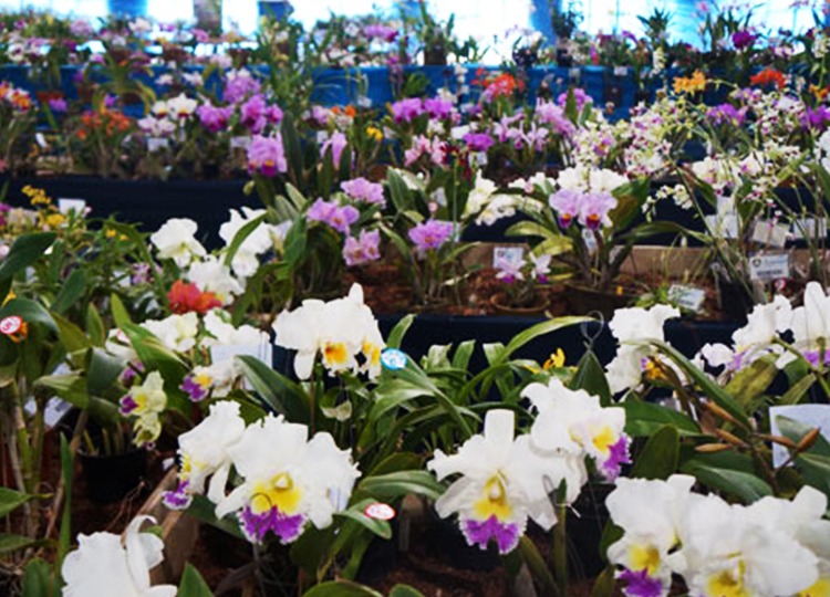 Exposição de Orquídeas será neste final de semana na ACIA