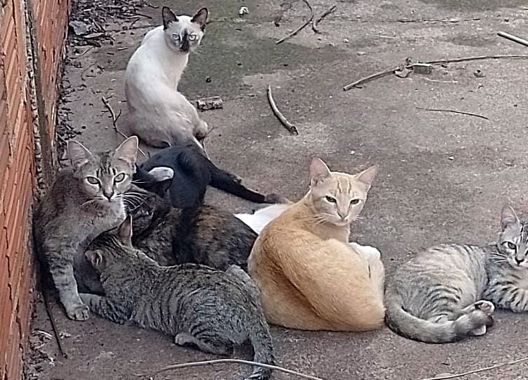 Prefeitura realiza 224 castrações de cães e gatos no mês de dezembro