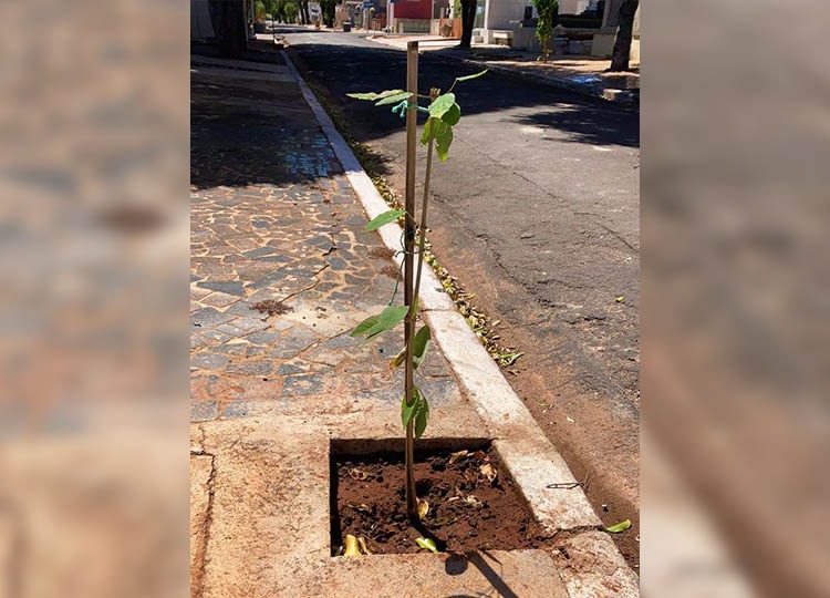 Prefeitura faz plantio de arbustos no Cemitério Municipal