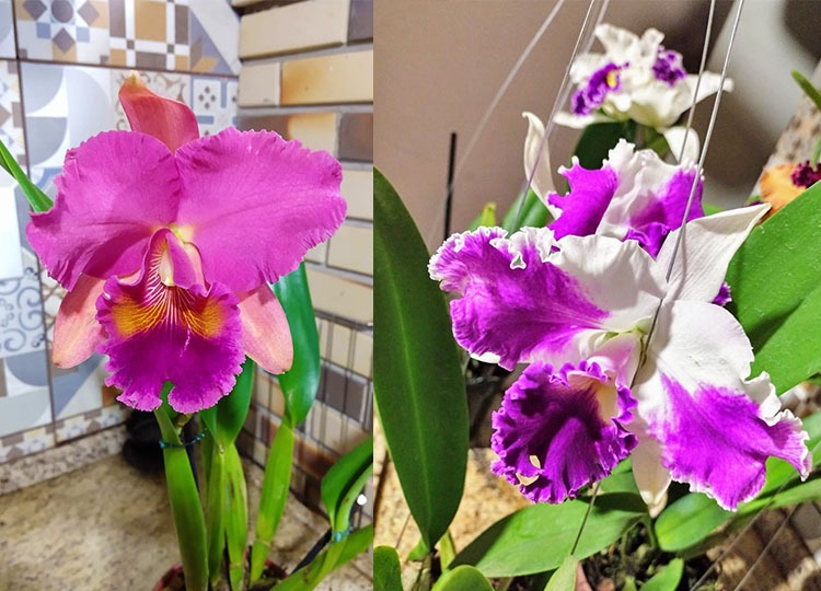 AÇÃO SOLIDÁRIA -  Fundo Social realiza troca de leite por mudas de orquídeas