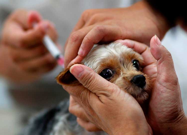 Saúde recebe 500 doses da vacina antirrábica do Estado