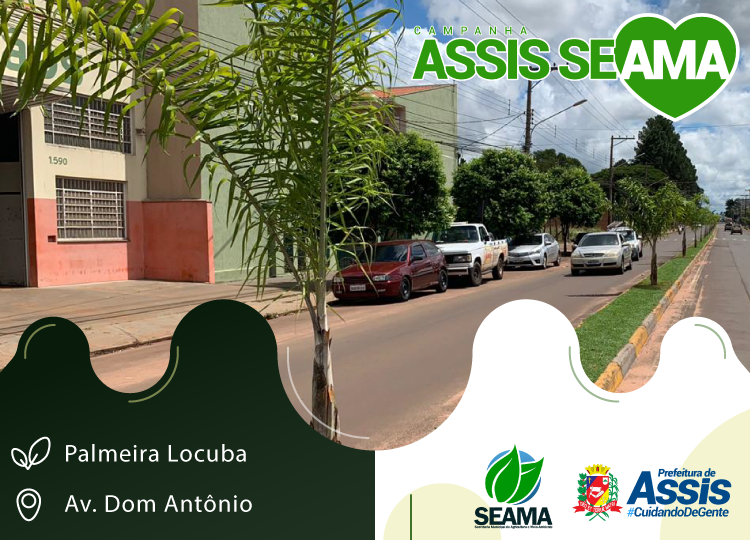 Prefeitura planta palmeiras na Dom Antônio