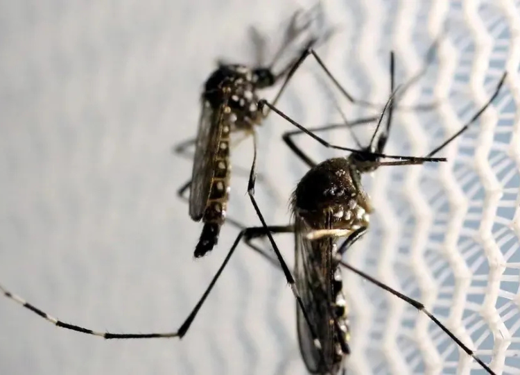 Saúde divulga novo boletim epidemiológico da dengue em Assis