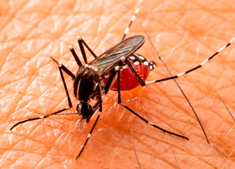 Em sete dias Assis registra 946 novos casos de dengue