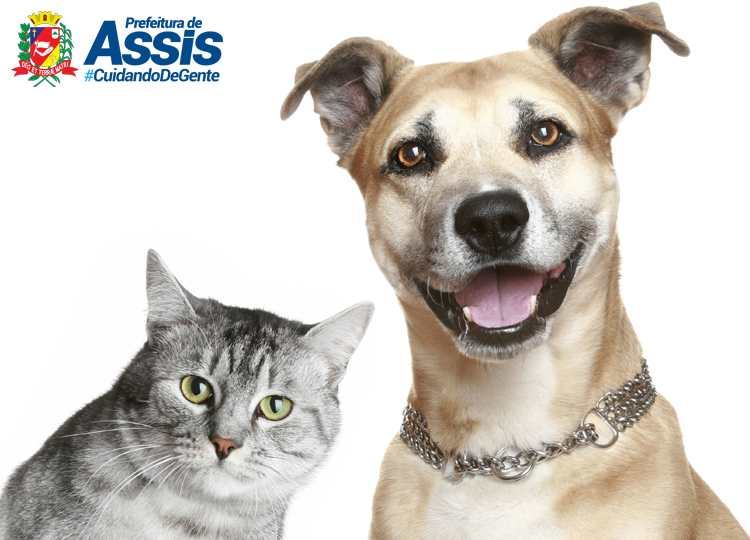 Tem início hoje chamada para castração de animais cadastrados na Prefeitura